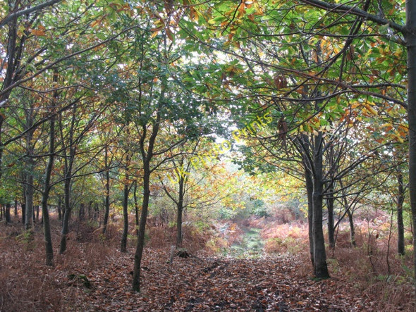 Photo 6"x4" Public footpath through Knole Park Sevenoaks c2008