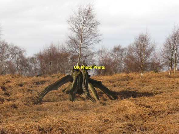 Photo 6"x4" Wood by the woods Brightholmlee c2014
