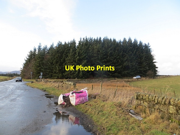 Photo 6"x4" Strip wood near Howgate Penicuik c2014