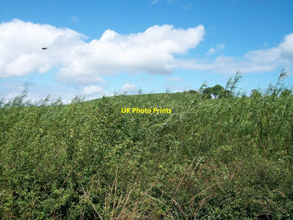 Photo 6"x4" Short Rotation Coppice Willow at Dernakesh Madabawn c2013