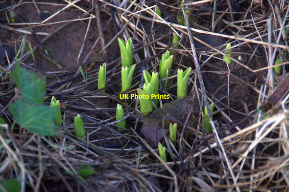 Photo 6"x4" Signs of spring, Woolvershoull, Baltasound Baltasound c2014