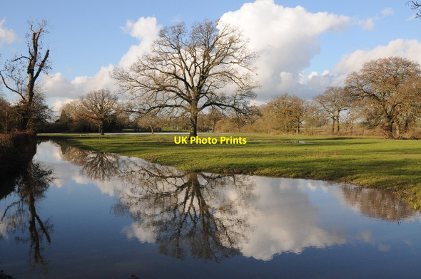 Photo 6"x4" Oak tree reflected in floodwater Tewkesbury c2014