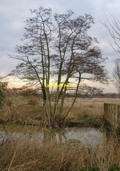 Photo 6"x4" Alder tree by the Tanyard Bridge, in January Woking c2014