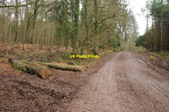 Photo 6"x4" Forest track, Soudley Coppice Ruspidge c2014