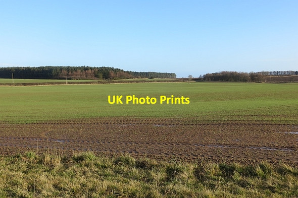 Photo 6"x4" Winter cereals Ancroft c2014