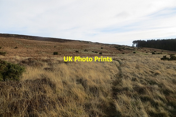 Photo 6"x4" Path, Greensheen Hill Holburn c2014