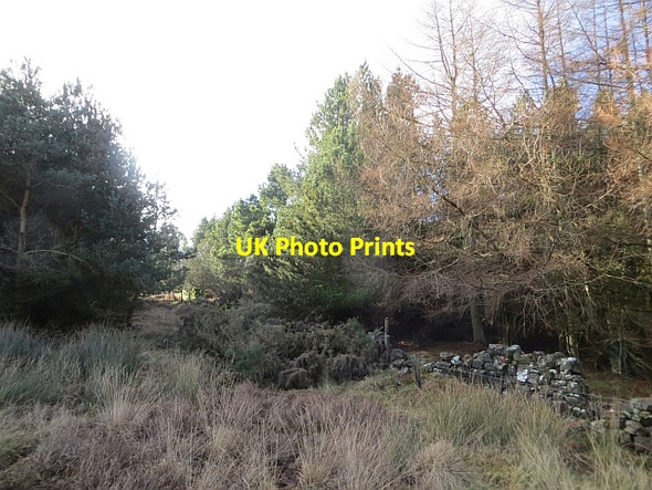 Photo 6"x4" Woodland edge Detchant c2014