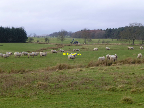 Photo 6"x4" Sheep in rough pasture Sharperton c2014