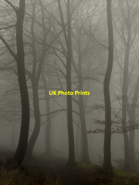 Photo 6"x4" Trees in the mist Great Witcombe c2014