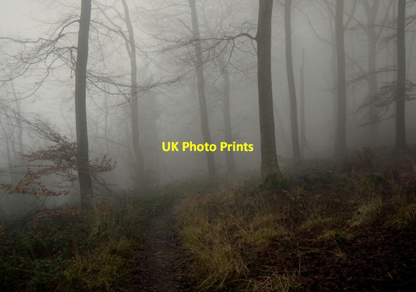 Photo 6"x4" Path in Witcombe Woods Great Witcombe c2014