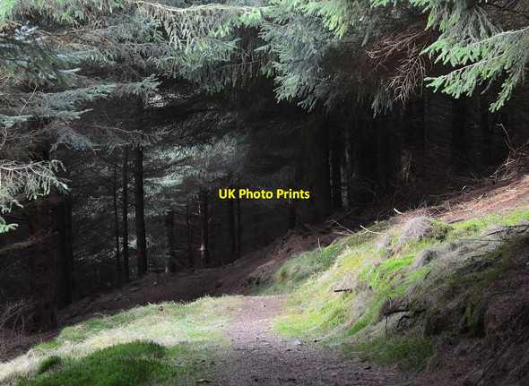 Photo 6"x4" A gleam of light in the forest, Glentress Glentress\/NT2839 c2014