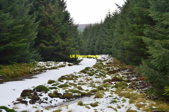 Photo 6"x4" Forest road on Dead Side Williamslee c2014