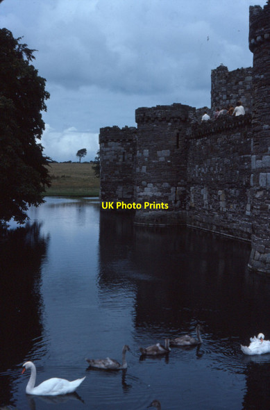 Photo 6"x4" Swans on the moat of Beaumaris Castle Beaumaris c1976