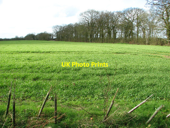 Photo 6"x4" Fields south of Hog Lane Ilketshall St Lawrence c2014