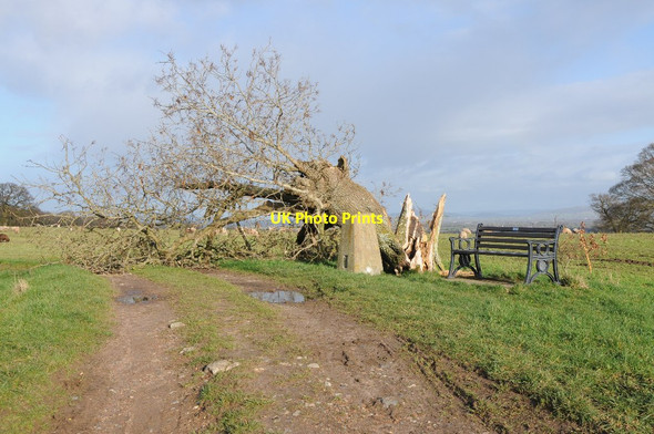 Photo 6"x4" Fallen ash tree on Sandhurst Hill Bishop's Norton c2014