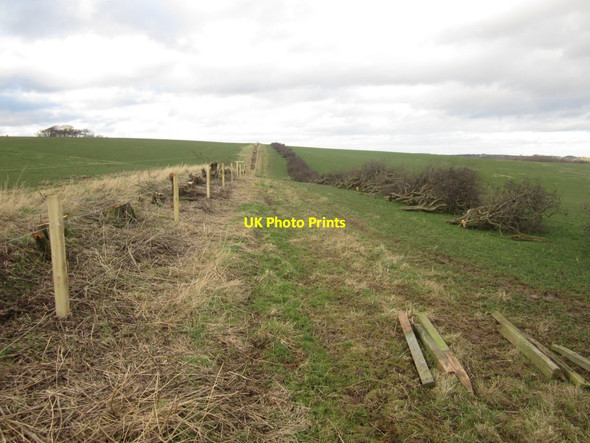 Photo 6"x4" Ongoing Hedge Replacement Belford\/NU1033 c2014