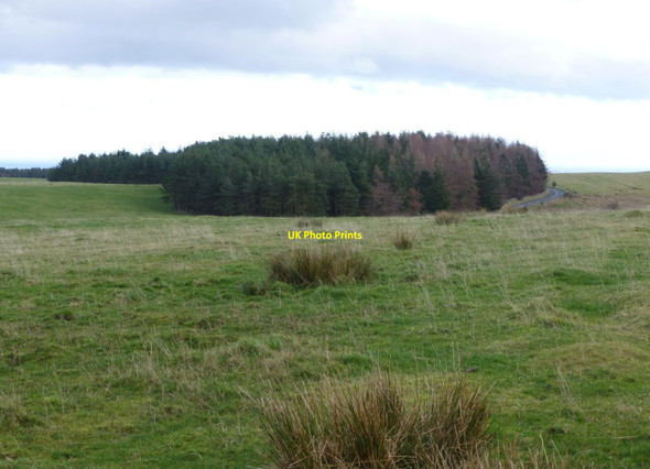 Photo 6"x4" Woods and pasture on Belford Moor Belford\/NU1033 c2014