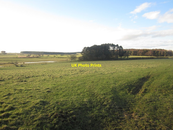 Photo 6"x4" Grassland at Warenton Belford\/NU1033 c2014