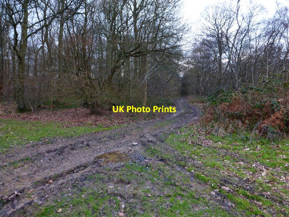 Photo 6"x4" Track into woodland West Horsley c2014