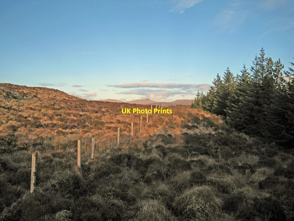 Photo 6"x4" Forest fence Totardor c2014