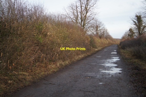 Photo 6"x4" Cut hedge - Alresford Drove Weston Colley c2013
