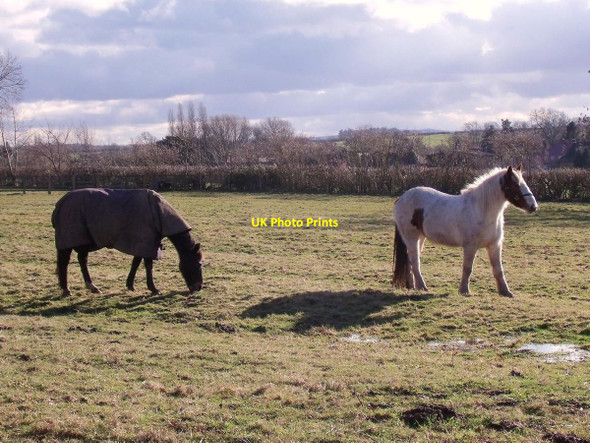 Photo 6"x4" Horses grazing in a ridge and furrow field Diseworth c2014