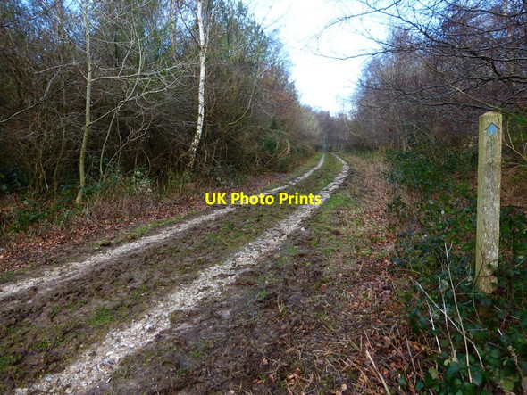 Photo 6"x4" Bridleway joins track on Oxen Down East Dean\/SU9013 c2014