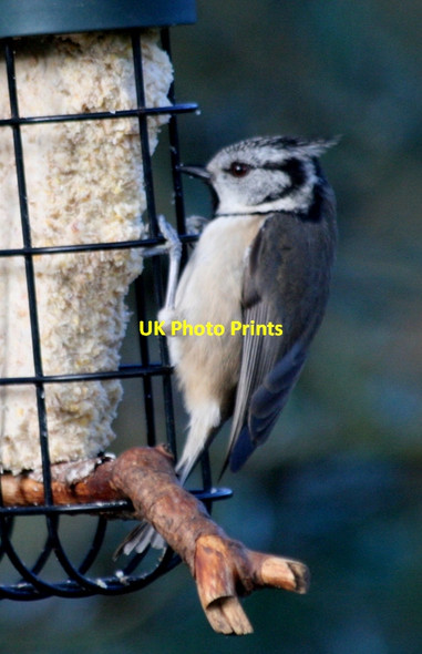Photo 6"x4" The Crested Tit (Lophophanes cristatus) Lossiemouth c2014