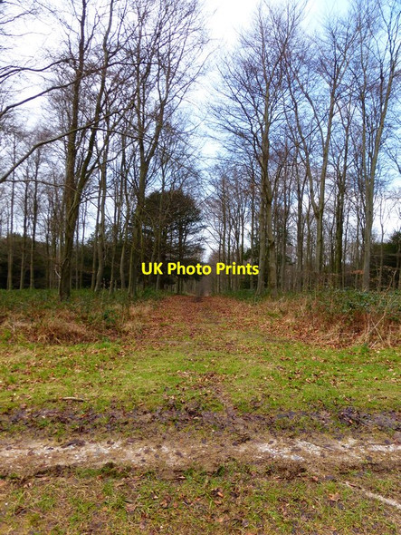 Photo 6"x4" Fire break on Oxen Down East Dean\/SU9013 c2014