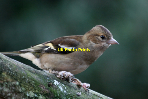 Photo 6"x4" A female Chaffinch (Fringilla coelebs) Lossiemouth c2014