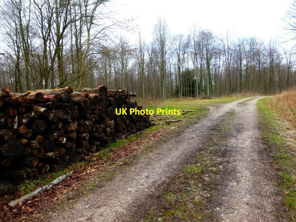 Photo 6"x4" Track junction with logpile north of Droke East Dean\/SU9013 c2014