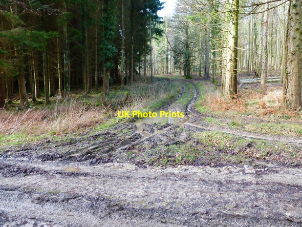 Photo 6"x4" Track leads off public bridleway at Little Copse Eartham c2014