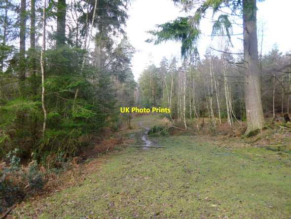 Photo 6"x4" Acres Down, forestry track Newtown\/SU2710 c2014