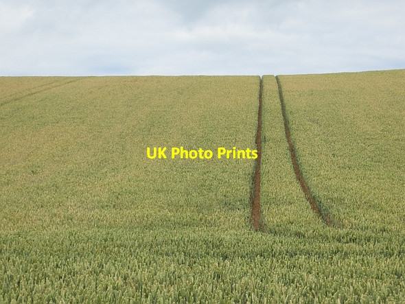 Photo 6"x4" Wheat field East Linton c2013