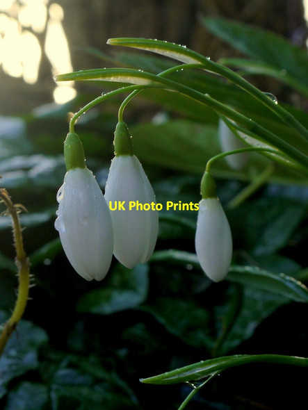 Photo 6"x4" Early morning Galanthus nivalis Bromsash c2014