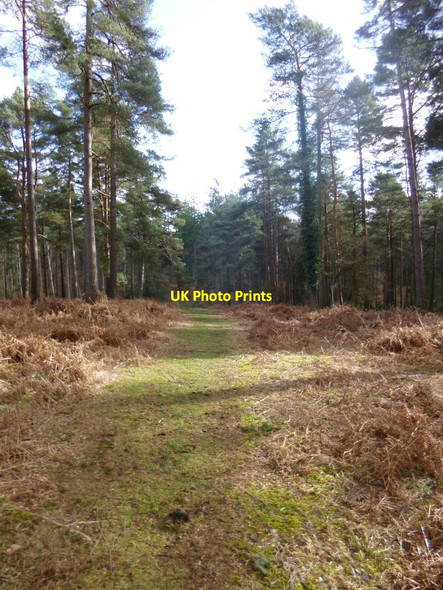 Photo 6"x4" Highland Water Inclosure, forestry track Stoney Cross c2014