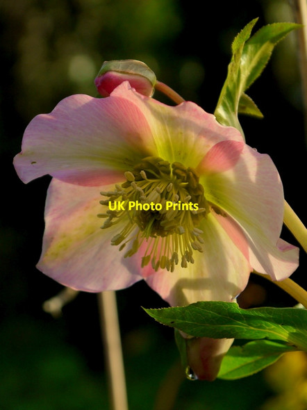 Photo 6"x4" Backlit Hellebore Bromsash c2014