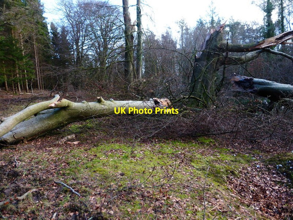 Photo 6"x4" A bit of a problem on the Monarch's Way Eartham c2014