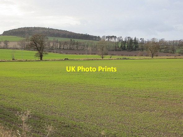 Photo 6"x4" Winter cereals West Flodden c2014