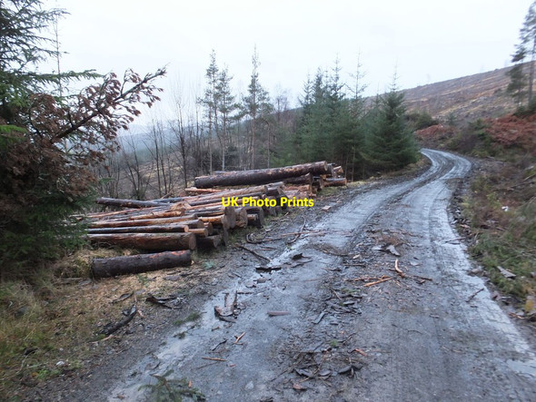 Photo 6"x4" Felled timber by forest road, Longart Forest Black Water\/NH4066 c2014