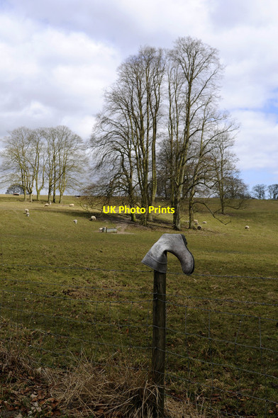 Photo 6"x4" Clump of Trees Londesborough c2014