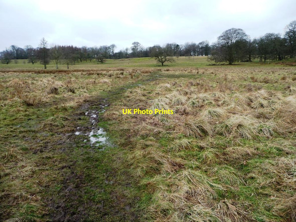 Photo 6"x4" Boggy path, Tatton Park Knutsford c2014