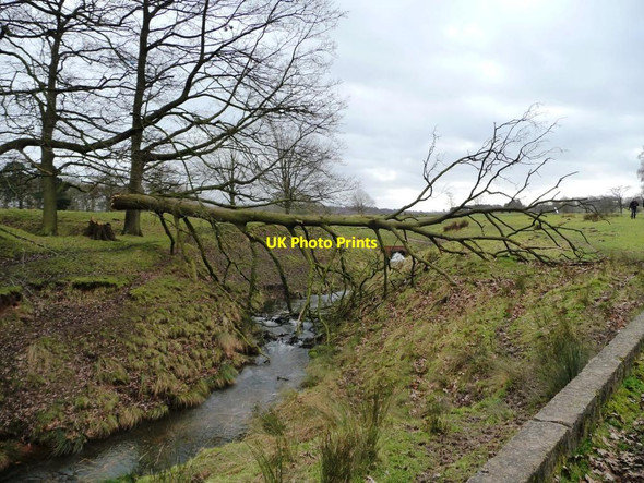 Photo 6"x4" Fallen tree, Tatton Park Knutsford c2014