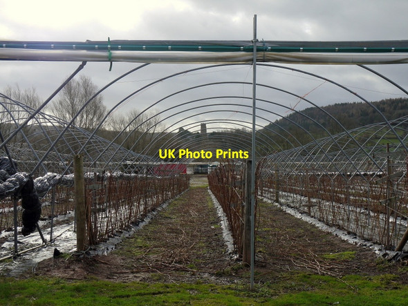 Photo 6"x4" Polytunnels and raspberry crop Kingstone\/SO6324 c2014