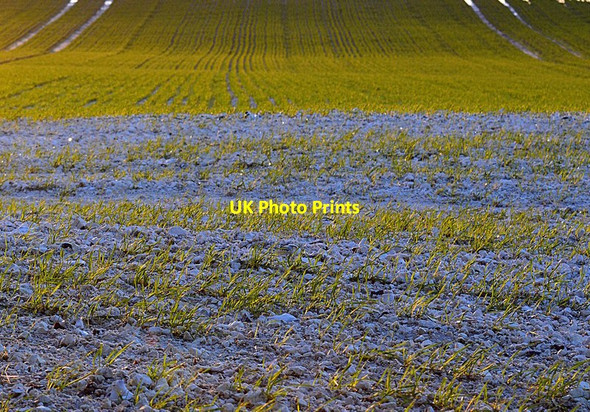 Photo 6"x4" Waterlogged field, higher ground, Sulham, Berkshire Little Heath\/SU6573 c2014