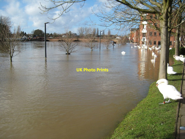 Photo 6"x4" Swans beside the flooded River Severn Worcester c2014