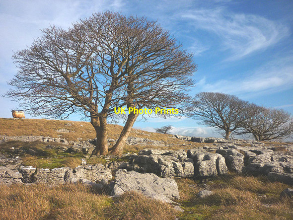 Photo 6"x4" Grazed land and trees, Newbiggin Crags Newbiggin\/SD5579 c2014