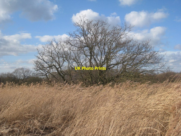 Photo 6"x4" Tree in a reed bed Flixborough Stather c2014