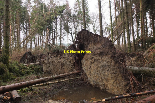 Photo 6"x4" Windthrown pines, Kingsmuir Peebles\/NT2540 c2014