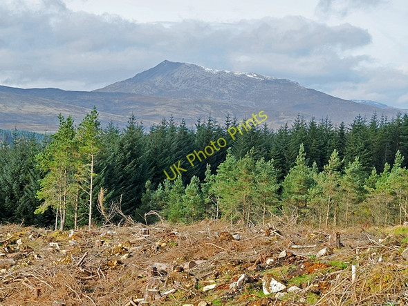 Photo 6"x4" Clear felled area in the forest Taymouth Castle c2008